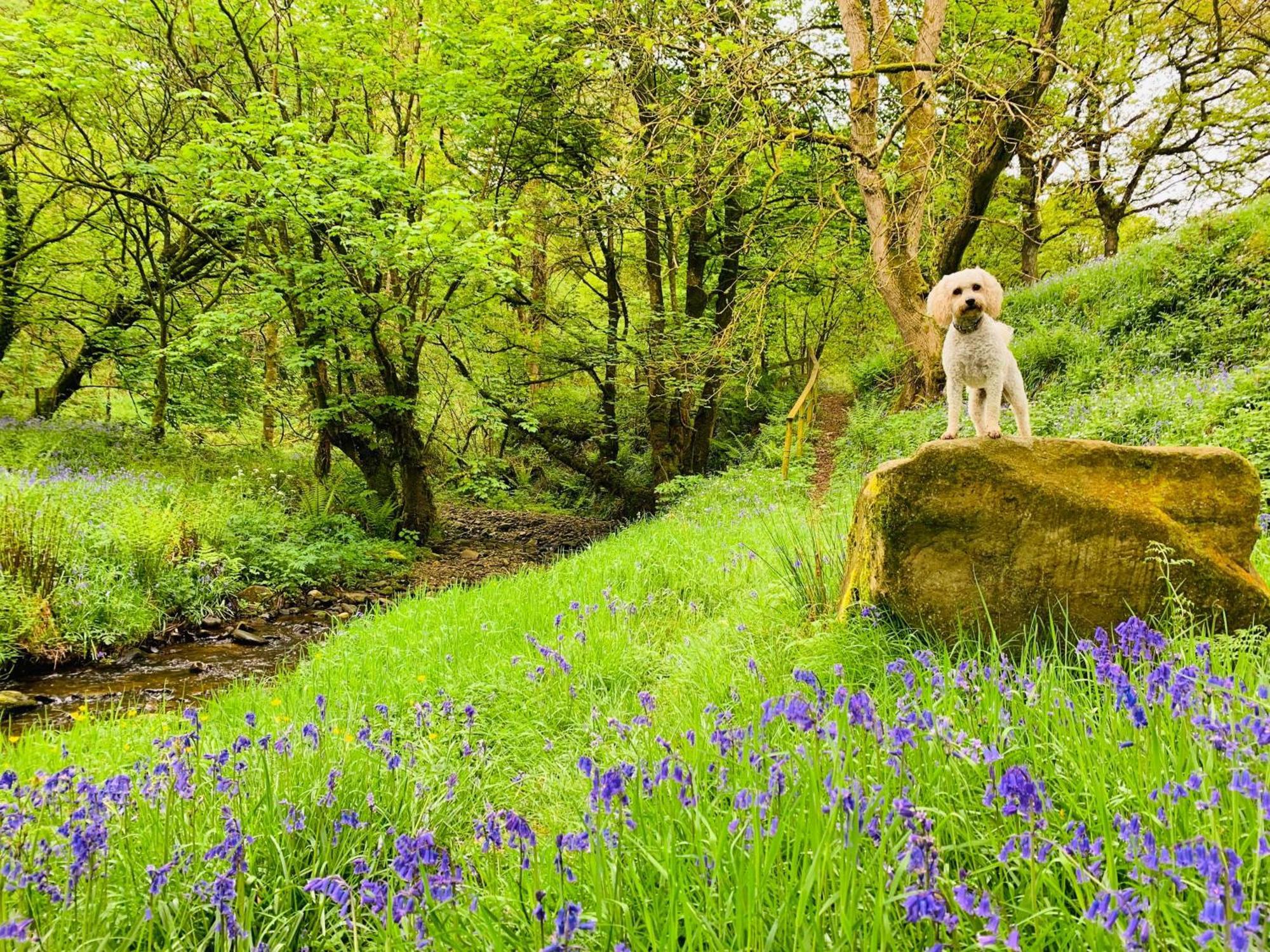 Cosy Pod-Cabin Near Beautiful Landscape In Omagh Exterior photo